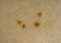 stain removal owlet carpet care